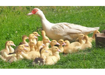 Como criar patos para produção de carne e ovos: Guia Completo